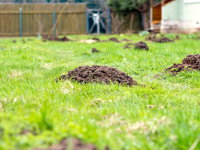 Domowe metody walki z kretami: jak ochraniać ogród